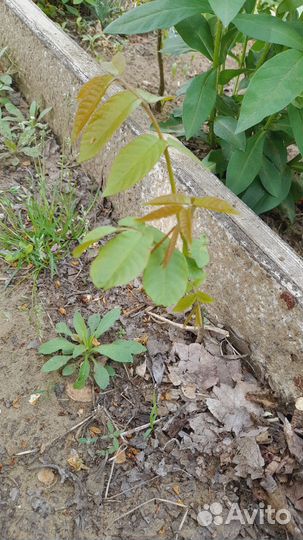 Грецкий орех саженцы