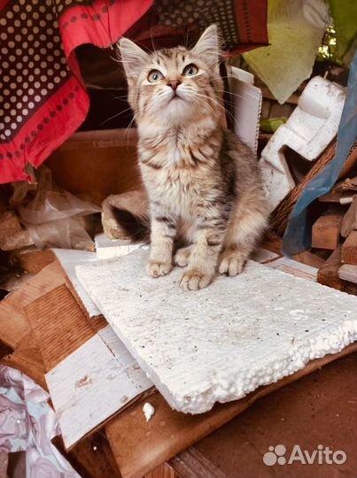 Верю в чудо