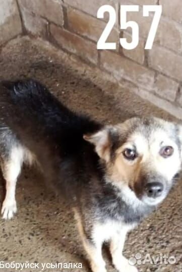 Маленькая собачка в усыпалке