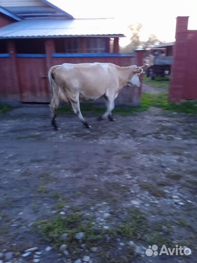 Корова стельная дойная