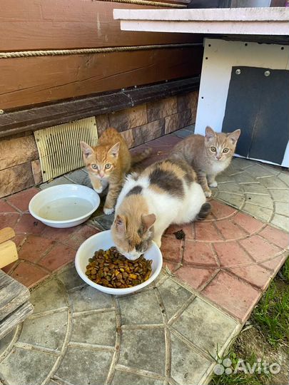 Котята отдам бесплатно