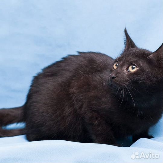 Кошка Фея покорит Ваше сердце