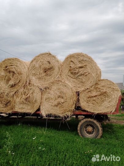 Сено в рулонах