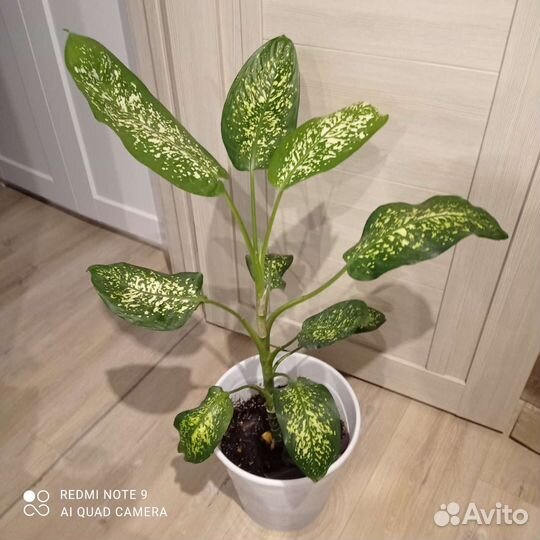 Фикус Чёрный принц эластика 800. Диффенбахия300