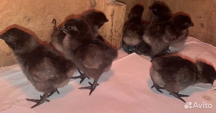 Инкубационное Яйцо Ухейилюй