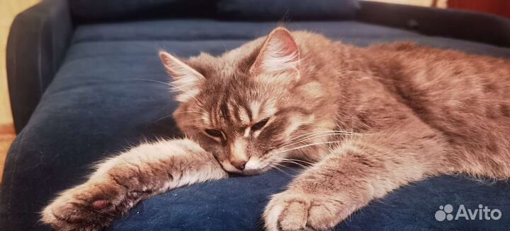 Кошка в дар бесплатно