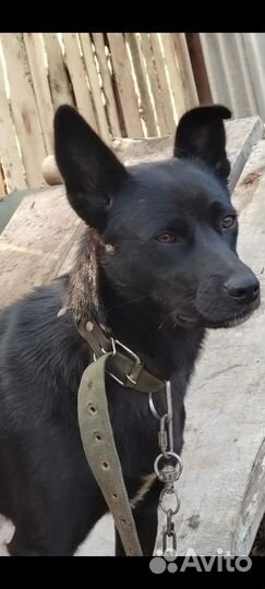 В добрые ручки