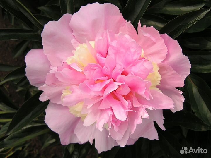 Пионы анемовидные и японцы на посадку