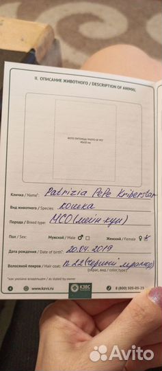 Продам мэен-кун девочка