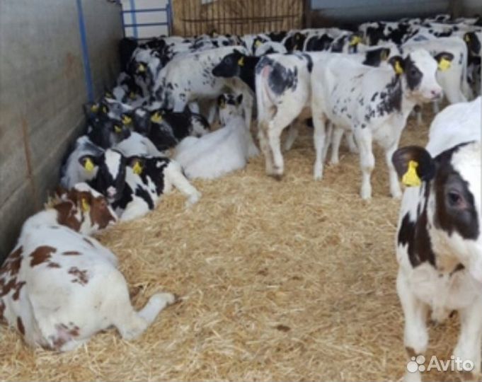 Телята бычки