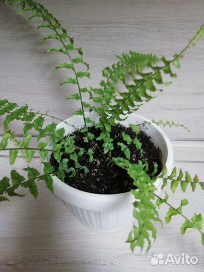 Фелодендрон Майо, папорот, эпеп, монстера, фикус