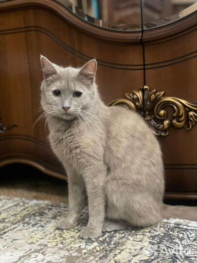 Кошки в добрые руки бесплатно