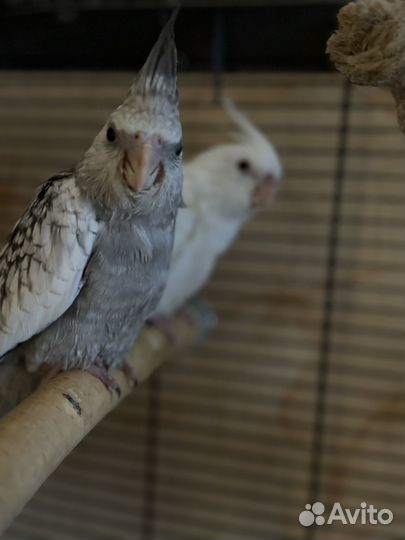 Кореллы безщекие птенцы