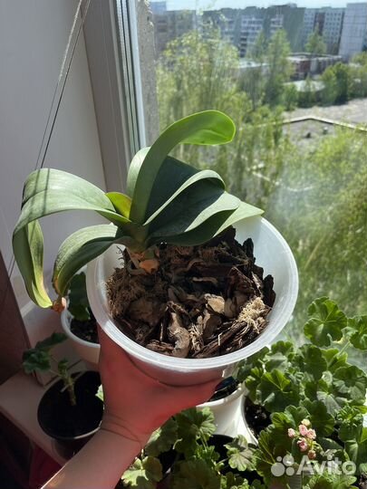 Орхидея фаленопсис биг лип