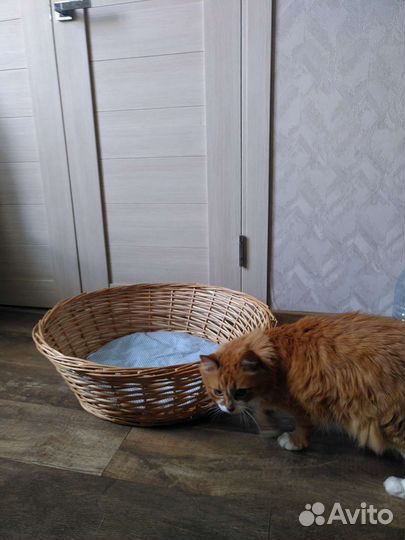 Лежанка для собак