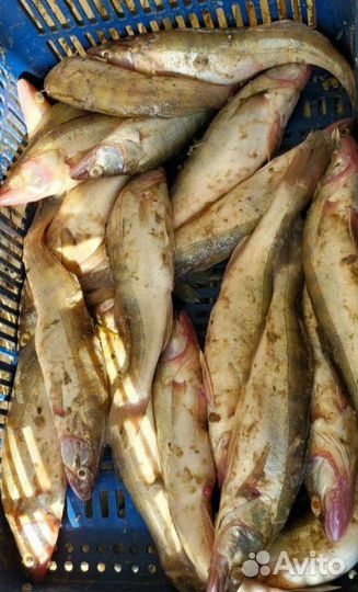 Рыба свежая в ассортименте
