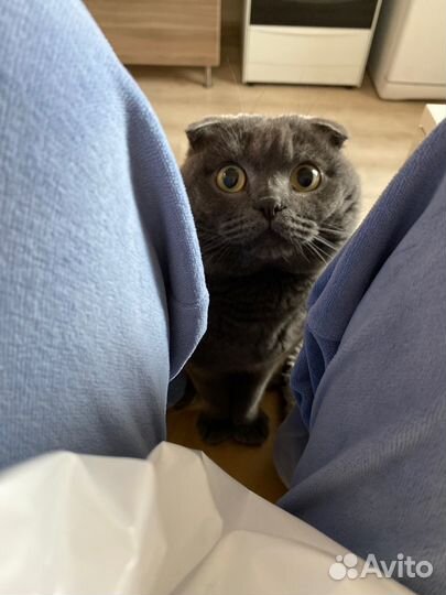 Коты в добрые руки