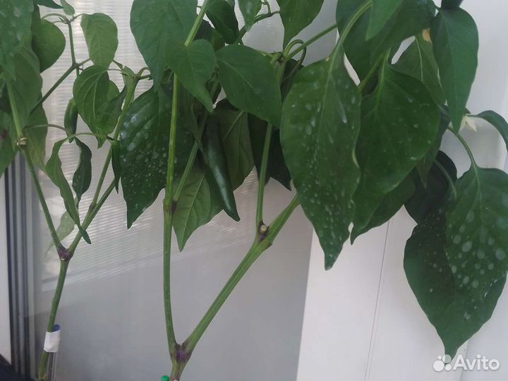 Семена острого перца