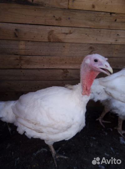 Мясо домашней индейки