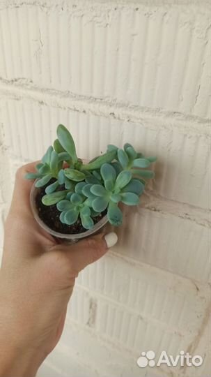 Редкие суккуленты