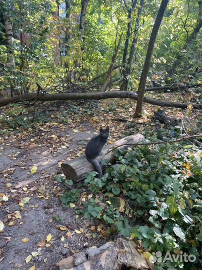 Кошки в добрые руки