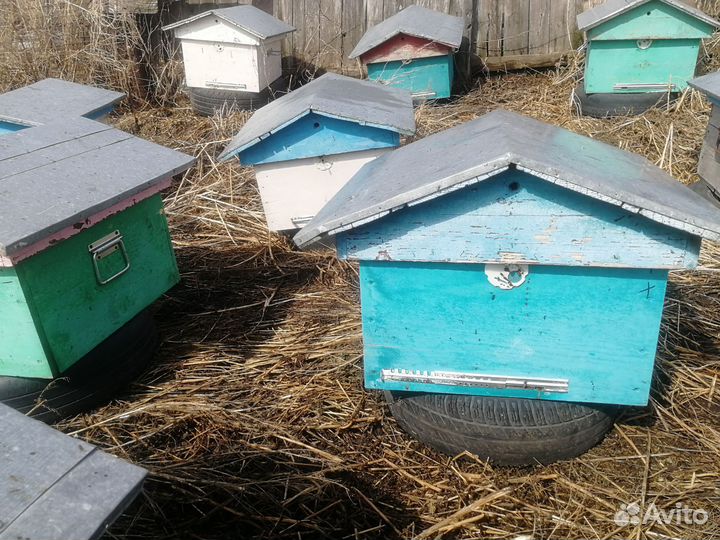 Улей кедровый