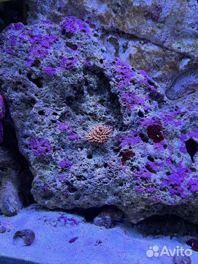 Живые Камни в морской аквариум