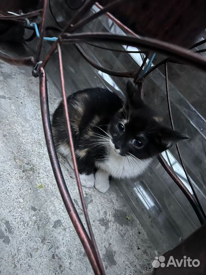 Необычная красотка