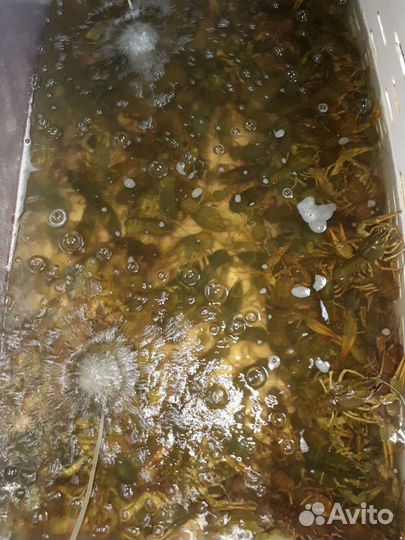 Раки волжские живые промытые