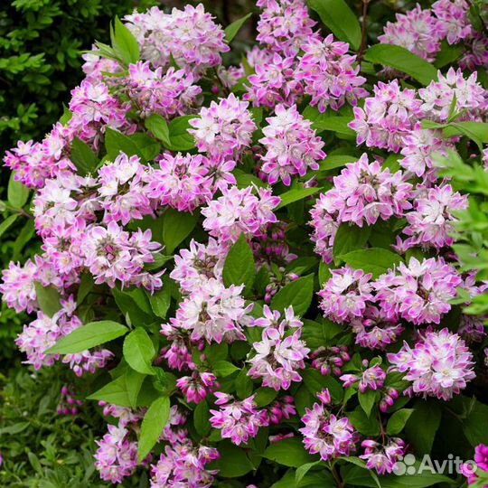 Дейция гибридная Меджисен (1 саж.; 15-20 см)