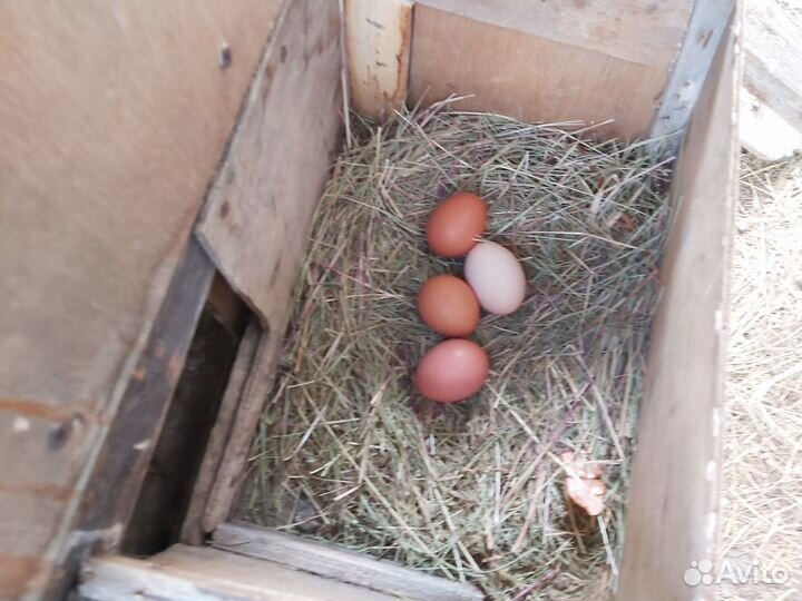 Домашние яйца, бройлер, утка, кролики