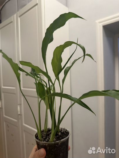 Спатифиллум