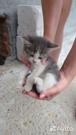 Котик в добрые руки