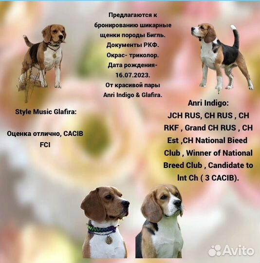 Щенки Бигль