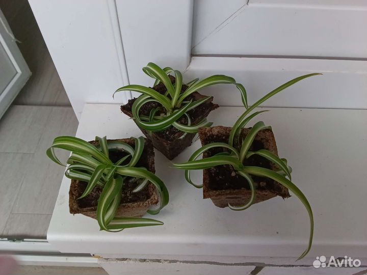 Цветок Хлорофитум кудрявый