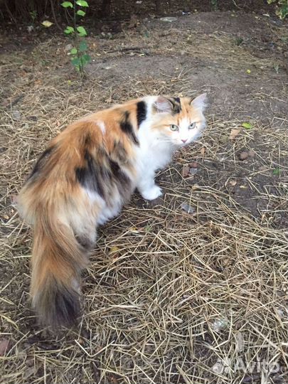 Кошка в добрые руки