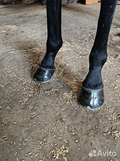 Коваль лошадей, уход за копытами, чистка клпыт