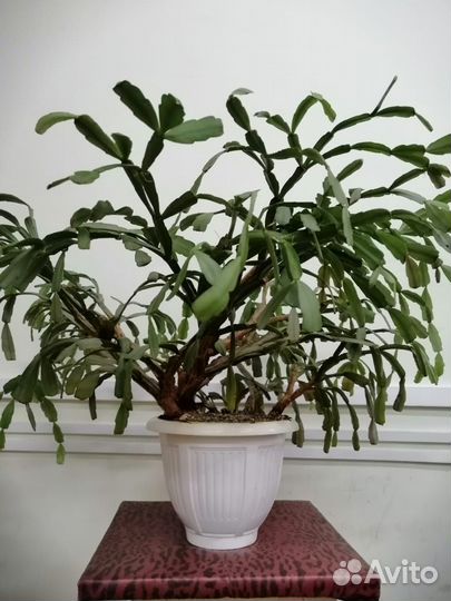 Комнатное растение Декабрист (шлюмбергера)