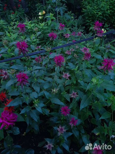 Монарда, флоксы, лилейники и другие многолетники