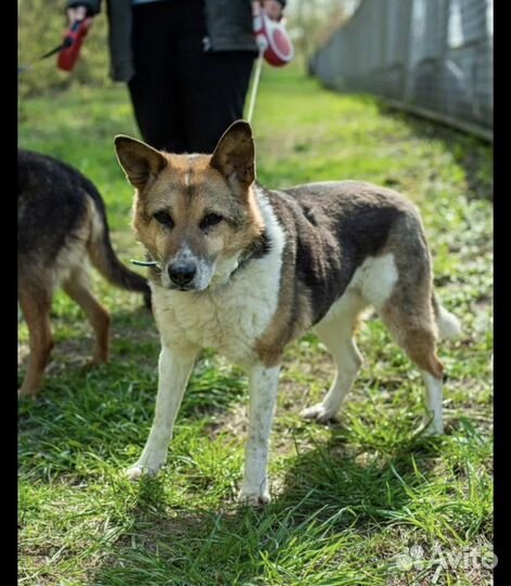 Пипетки из приюта такие славные