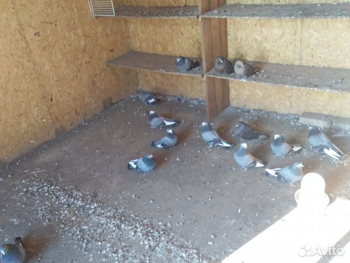 Продам голубей