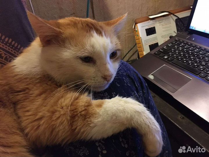 Котик в дар