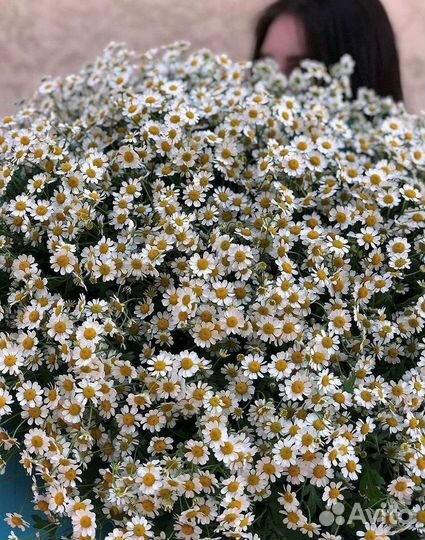Букеты ромашек