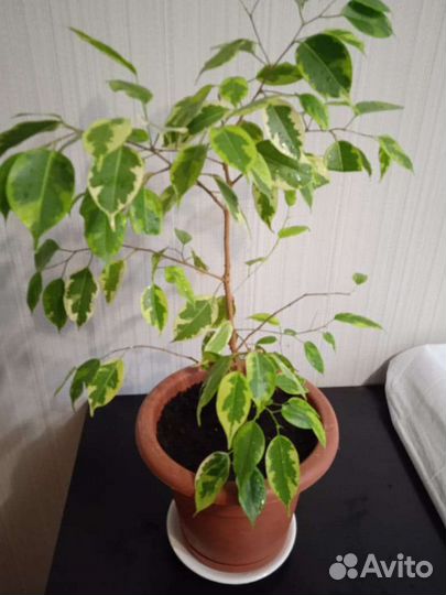 Фикус бенджамина