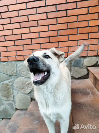 Собака в добрые руки девочка