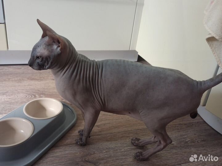 Донской сфинкс вязка кот