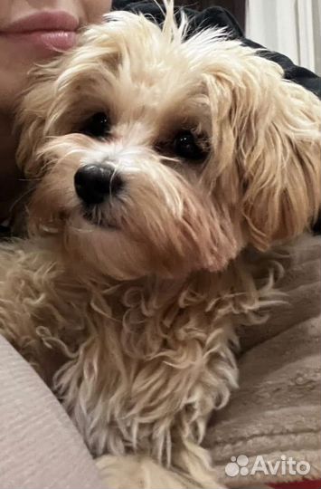 Мальтипу самые модные