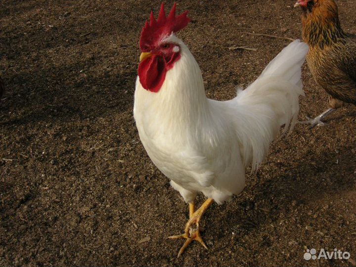 Петух 10 мес
