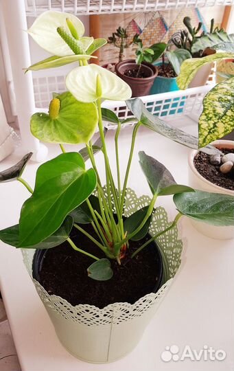 Пальма Арека