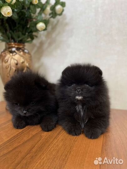 Померанский шпиц мини